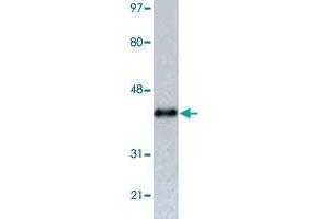 Western blot analysis of RFP tag monoclonal antibody, clone 465d3  in 293 cells transfected with a fusion construct with contains RFP tag. (RFP Antikörper)