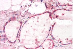 ABIN5539638 (5µg/ml) staining of paraffin embedded Human Thyroid. (GNAI2 Antikörper  (AA 289-299))