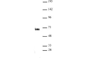 Elk-1 antibody (pAb) tested by Western blot. (ELK1 Antikörper  (C-Term))