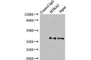 Immunoprecipitating HTRA2 in MCF-7 whole cell lysate Lane 1: Rabbit control IgG (1 μg) instead of ABIN7168921 in MCF-7 whole cell lysate. (HTRA2 Antikörper  (AA 334-458))