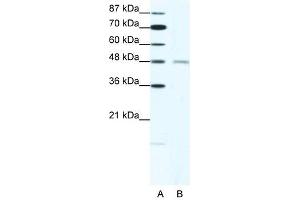 CHRND antibody (20R-1325) used at 1. (CHRND Antikörper  (N-Term))