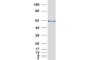 Validation with Western Blot (ZKSCAN4 Protein (Myc-DYKDDDDK Tag))