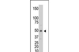 Antibody is used in Western blot to detect CKM in C6 cell lysate.
