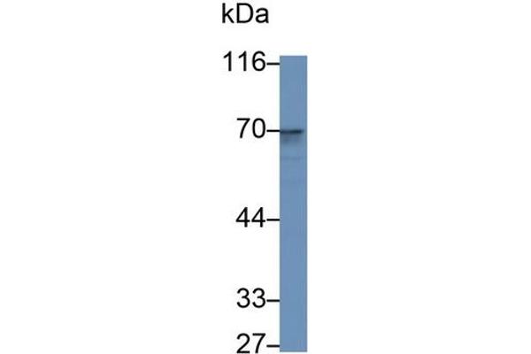 CD73 Antikörper  (AA 29-500)