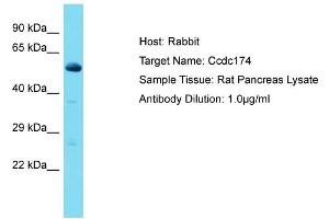 Host: Rabbit Target Name: Ccdc174 Sample Type: Rat Pancreas lysates Antibody Dilution: 1.