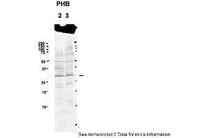 Sample Type: 2. (Prohibitin Antikörper  (C-Term))
