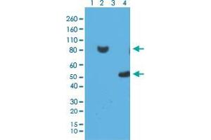 Western blot analysis of 293T cell Lane 1: untransfected with His-Tag fusion protein X, Lane 2: transfected with His-Tag fusion protein X, Lane 3: E. (His Tag Antikörper  (N-Term))
