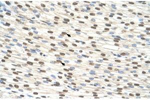 Human Heart; ZNF274 antibody - N-terminal region in Human Heart cells using Immunohistochemistry (ZNF274 Antikörper  (N-Term))