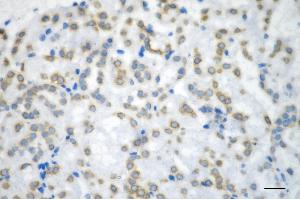 Immunohistochemistry was performed on paraffin-embedded mouse kidney using histone H3 (acetyl K36) antibody (ABIN7798951), 1:200).