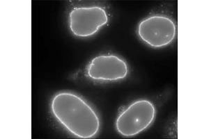 Para-formaldehyde fixed HeLa cells stained with RANBP2 polyclonal antibody  (1 : 2000 dilution). (RANBP2 Antikörper)