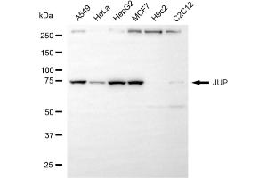 Western blotting analysis using JUP antibody (ABIN7799151).