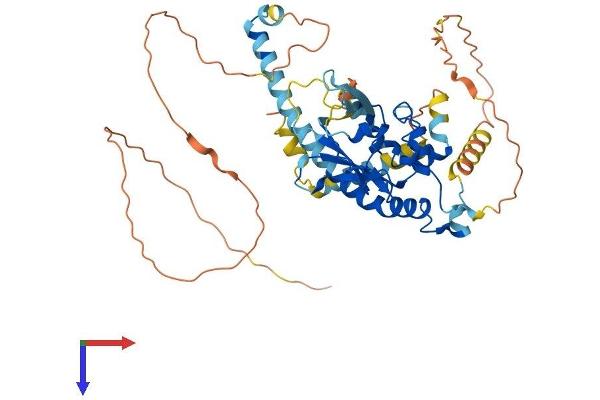 NAP1L2 Protein (AA 1-460) (His tag)