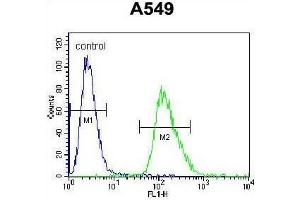 ARRB1 Antibody (C-term) flow cytometric analysis of A549 cells (right histogram) compared to a negative control cell (left histogram). (beta Arrestin 1 Antikörper  (C-Term))