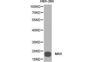 Western Blotting (WB) image for anti-MYC Associated Factor X (MAX) antibody (ABIN1873648) (MAX Antikörper)