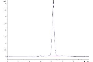 Size-exclusion chromatography-High Pressure Liquid Chromatography (SEC-HPLC) image for CD160 (CD160) (AA 25-158) protein (His-Avi Tag) (ABIN7274082)