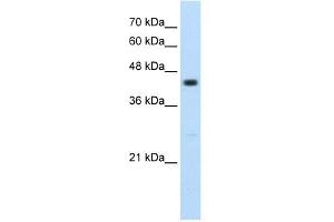 RNF32 antibody used at 2. (RNF32 Antikörper  (Middle Region))