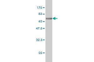 Western Blot detection against Immunogen (74. (ITFG2 Antikörper  (AA 1-447))