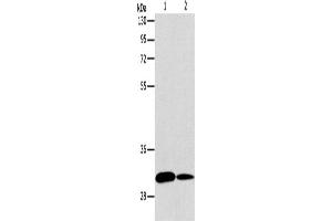 Western Blotting (WB) image for anti-ATG5 Autophagy Related 5 (ATG5) antibody (ABIN2422617) (ATG5 Antikörper)