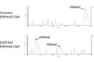 Activity Assay (AcA) image for Lysine (K)-Specific Demethylase 1A (KDM1A) protein (DYKDDDDK Tag) (ABIN2669678)
