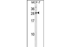 LIPT2 Antibody (N-term) (ABIN1538994 and ABIN2849695) western blot analysis in MCF-7 cell line lysates (35 μg/lane). (LIPT2 Antikörper  (N-Term))