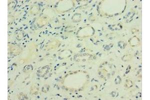 Immunohistochemistry of paraffin-embedded human kidney tissue using ABIN7153466 at dilution of 1:100