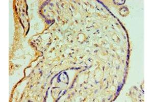Immunohistochemistry of paraffin-embedded human placenta tissue using ABIN7148820 at dilution of 1:100 (CREB3L2 Antikörper  (AA 1-247))
