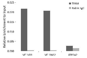 Chromatin immunoprecipitation analysis of extracts of K-562 cells, using TFAM antibody (ABIN6128817, ABIN6149024, ABIN6149025 and ABIN6217596) and rabbit IgG. (TFAM Antikörper  (AA 1-220))