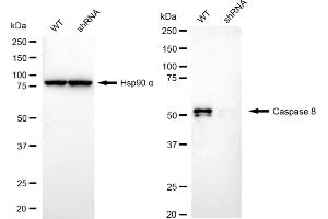 Western blotting analysis using Caspase 8 antibody (ABIN7797907). (Rekombinanter Caspase 8 Antikörper)