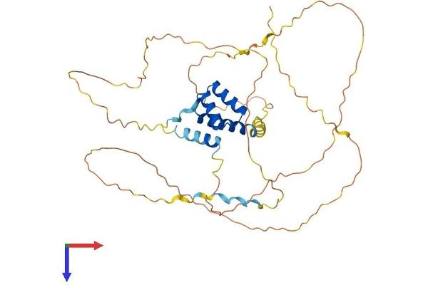 ALX4 Protein (AA 1-399) (His tag)