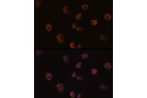 Immunofluorescence analysis of C6 cells using MMP13 Rabbit pAb (ABIN6130559, ABIN6143903, ABIN6143904 and ABIN6215450) at dilution of 1:100 (40x lens). (MMP13 Antikörper  (AA 262-471))