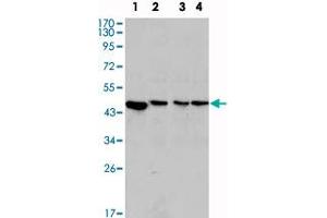 Western blot analysis using MAP2K2 monoclonal antibody, clone 7F5  against PC-12 (1), Jurkat (2), HeLa (3) and NIH/3T3 (4) cell lysate. (MEK2 Antikörper)