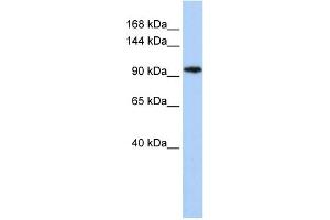 WB Suggested Anti-C11orf9 Antibody Titration:  0.