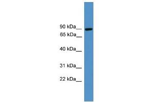 WB Suggested Anti-ZBED1 Antibody Titration:  0.