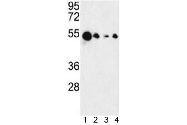 AIM2 anticorps  (AA 1-50)