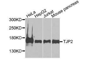 Western blot analysis of extracts of various cell lines, using TJP2 antibody. (TJP2 Antikörper  (AA 951-1190))