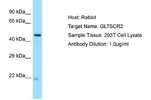 anti-Ribosome Biogenesis Protein NOP53 (NOP53) (C-Term) antibody
