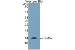 Western Blotting (WB) image for anti-Anti-Mullerian Hormone (AMH) (AA 453-560) antibody (ABIN1077805) (AMH Antikörper  (AA 453-560))
