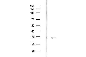 anti-Heparan Sulfate (Glucosamine) 3-O-Sulfotransferase 6 (HS3ST6) antibody