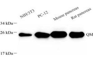 Western blot analysis of RPL10 (ABIN7075428),at dilution of 1: 4000,Lane 1: NIH-3T3 cell lysate,Lane 2: PC-12 cell lysate,Lane 3: Mouse pancreas tissue lysate,Lane 4: Rat pancreas tissue lysate (RPL10 Antikörper)