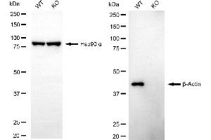 Western blotting analysis using β-Actin antibody (ABIN7797470).