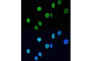 Immunofluorescence (IF) image for anti-Lamin A/C (LMNA) antibody (ABIN7268177)