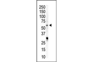 Western blot analysis of anti-PIP5K1A Pab (ABIN392593 and ABIN2842123) in HeLa cell lysate. (PIP5K1A Antikörper  (N-Term))