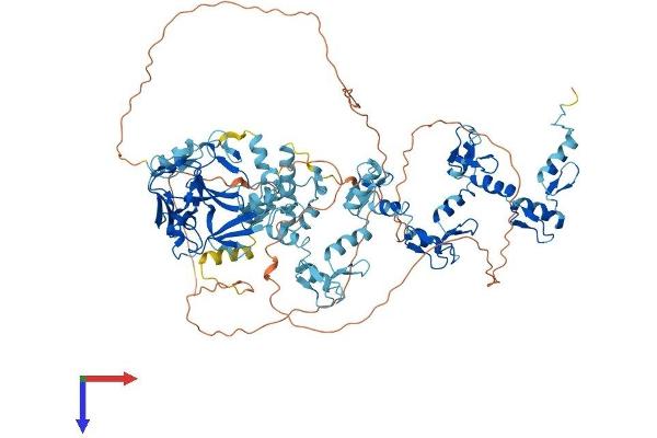 PRDM9 Protein (AA 1-894) (His tag)