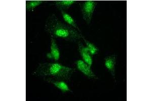 Immunofluorescence (IF) image for anti-K(lysine) Acetyltransferase 2A (KAT2A) (AA 411-837) antibody (ABIN487349) (KAT2A Antikörper  (AA 411-837))