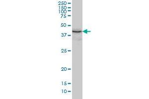 TXNDC4 monoclonal antibody (M01A), clone 3C7 Western Blot analysis of TXNDC4 expression in K-562 . (ERP44 Antikörper  (AA 30-406))