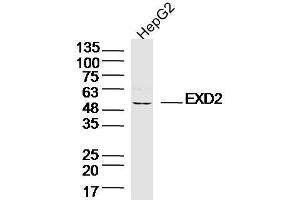 HepG2 lysates probed with EXD2 Polyclonal Antibody, Unconjugated  at 1:300 dilution and 4˚C overnight incubation. (EXD2 Antikörper  (AA 351-621))