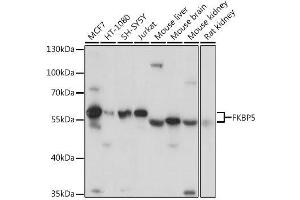 Western blot analysis of extracts of various cell lines, using FKBP5 antibody. (FKBP5 Antikörper  (AA 308-457))