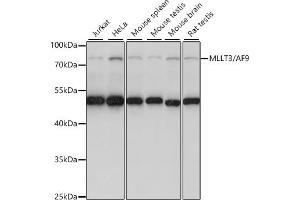 Western blot analysis of extracts of various cell lines, using MLLT3/ antibody (ABIN7269603) at 1:1000 dilution.