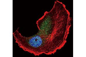 Confocal immunofluorescent analysis of Phospho-TSC2- Antibody (ABIN389863 and ABIN2839723) with MCF-7 cell followed by Alexa Fluor 488-conjugated goat anti-rabbit lgG (green). (Tuberin Antikörper  (pSer1798))