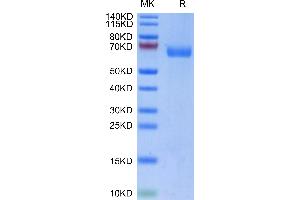 Biotinylated Human LILRA4 on Tris-Bis PAGE under reduced condition. (LILRA4 Protein (AA 24-446) (His-Avi Tag,Biotin))